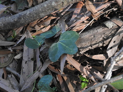 Aristolochia macroura (Aristolochia macroura)