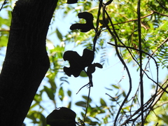 Aristolochia macroura (Aristolochia macroura)