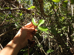 Aristolochia macroura (Aristolochia macroura)