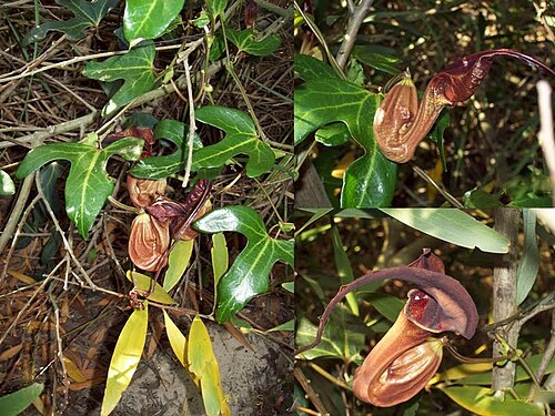 Aristolochia macroura: Aristolochia macroura . Aristolochiaceae. Fotos tomadas en la costa platense entre árboles, departamento de Montevideo, Uruguay.