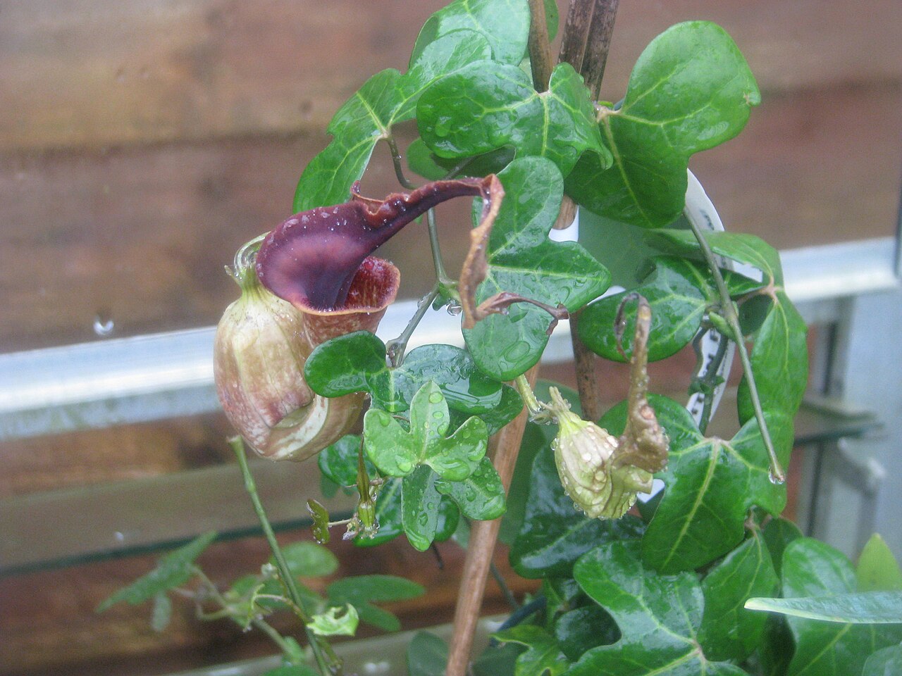 Aristolochia macroura: Still flowering...