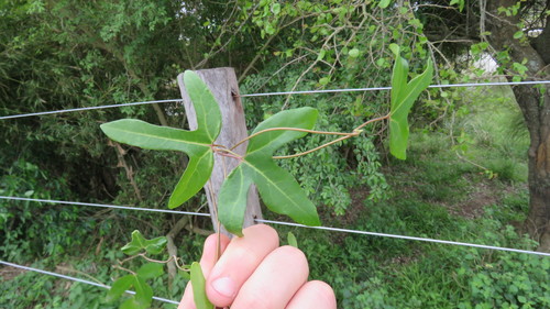 Aristolochia macroura (Aristolochia macroura)