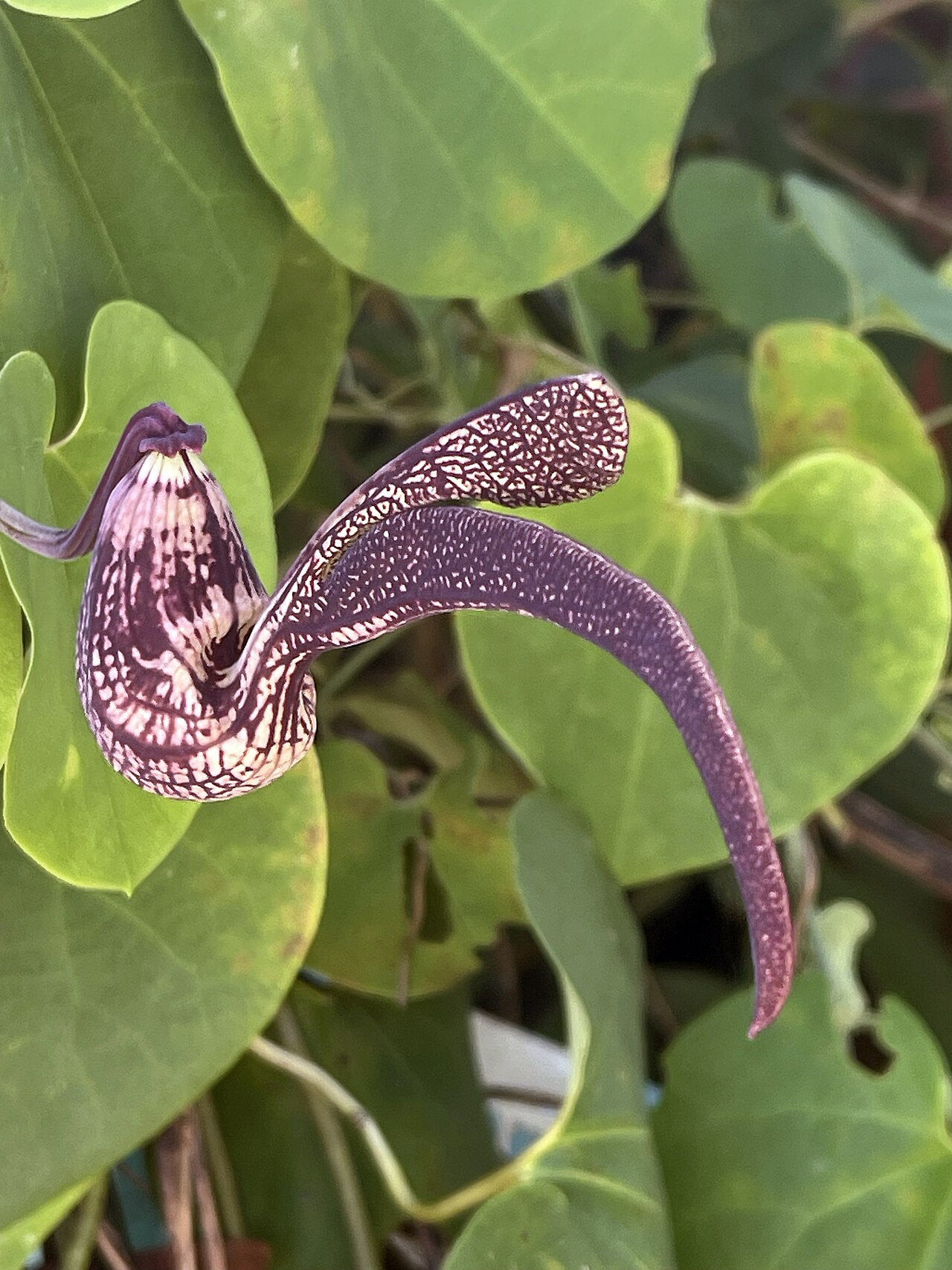 Aristolochia macroura: မွၵ်ႇၵႆႇဢူ - မွၵ်ႇတူၼ်ႈၶိူဝ်းၸိူဝ်ႉၼိုင်ႈ ဢၼ်မွၵ်ႇမၼ်းမိူၼ် ႁၢင်ႈၵႆႇ
