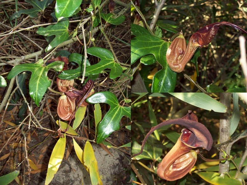 Aristolochia macroura: Aristolochia macroura . Aristolochiaceae. Fotos tomadas en la costa platense entre árboles, departamento de Montevideo, Uruguay.