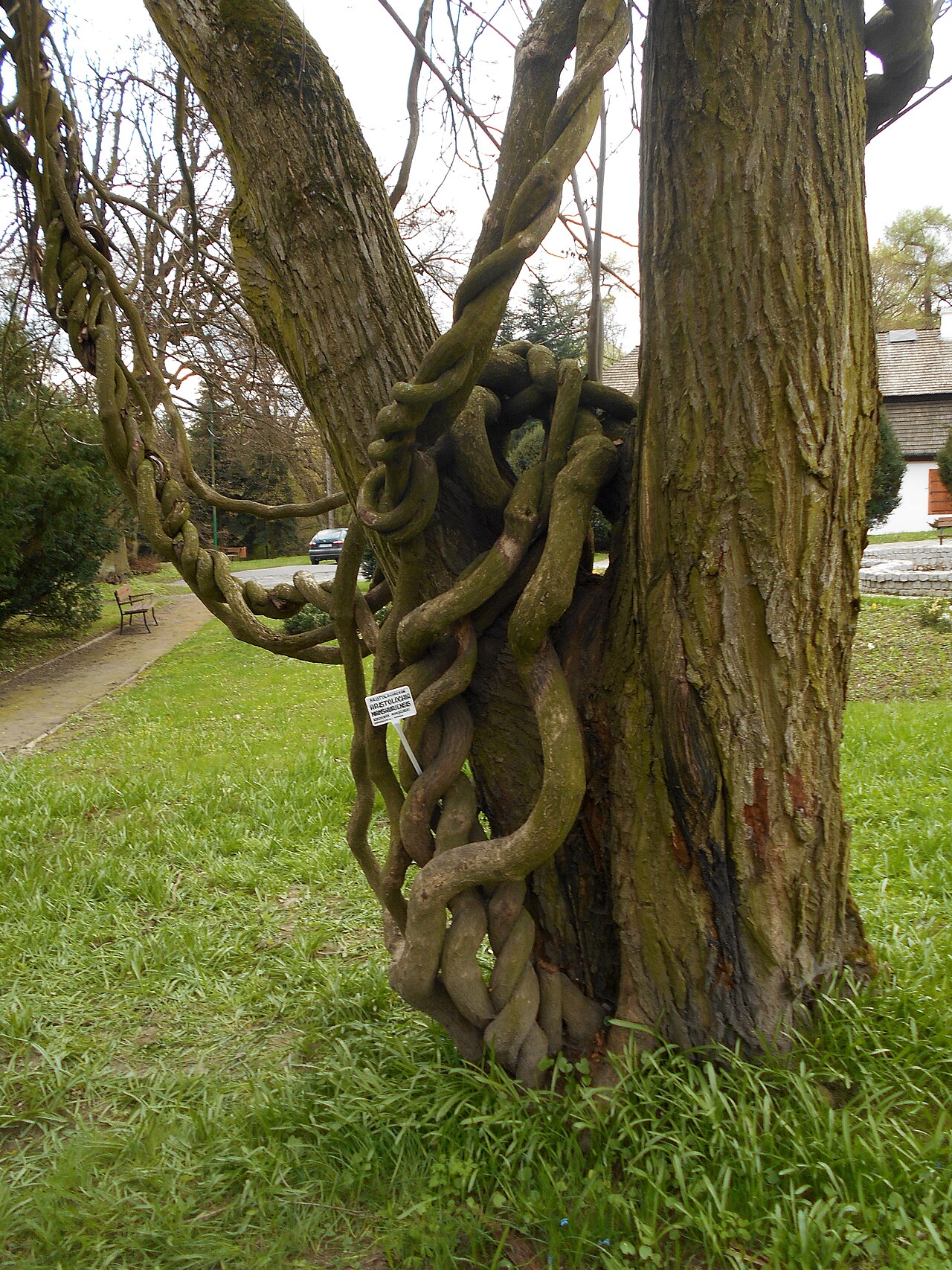 Aristolochia manshuriensis: Kokornak mandżurski ( Aristolochia manshuriensis ), Ogród Botaniczny UMCS w Lublinie.