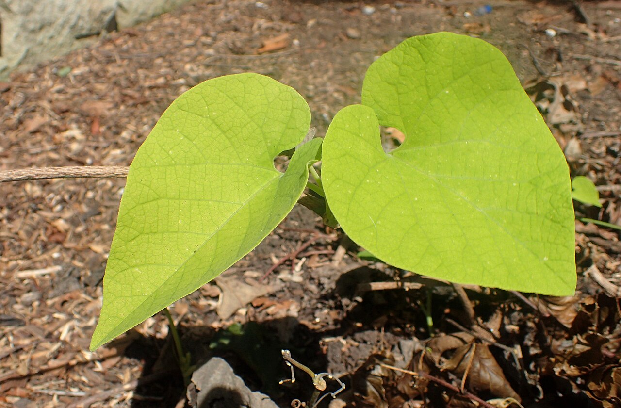 Aristolochia manshuriensis: Aristolochia manshuriensis in the Missouri Botanical Garden, St. Louis