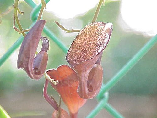 Florida dutchman's pipe: Species : Aristolochia maxima Family : Aristolochiaceae Image No. 3