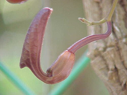 Florida dutchman's pipe: Species : Aristolochia maxima Family : Aristolochiaceae Image No. 2