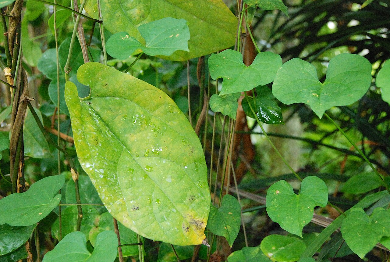 Florida dutchman's pipe: Feuilles d'Aristolochia constricta au Conservatoire botanique national de Brest.