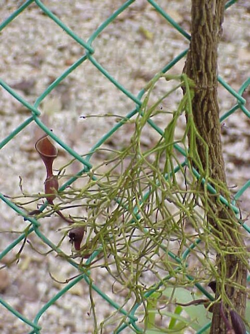 Florida dutchman's pipe (Aristolochia maxima)