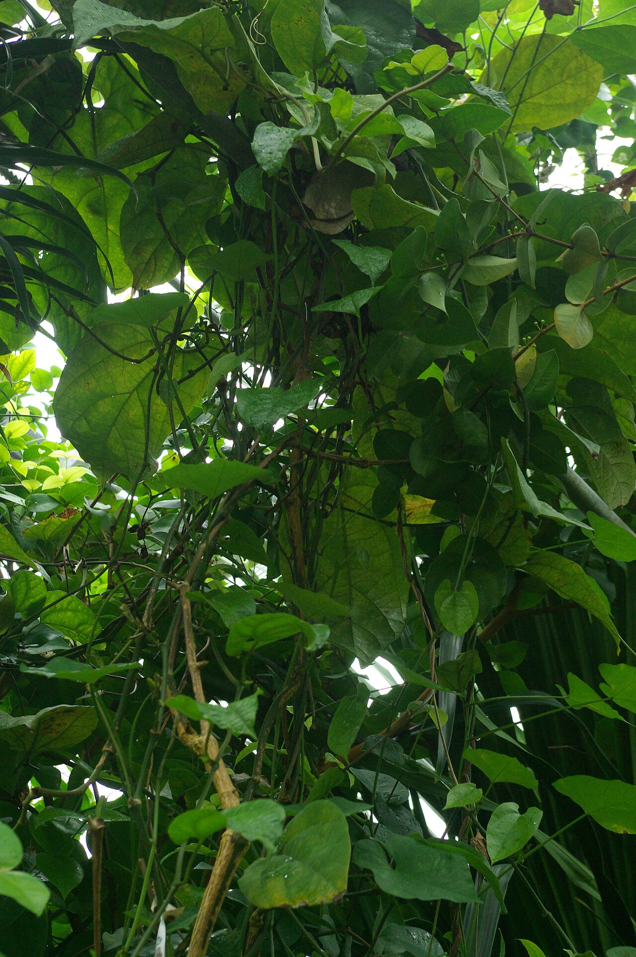 Florida dutchman's pipe: Aristolochia constricta au Conservatoire botanique national de Brest.
