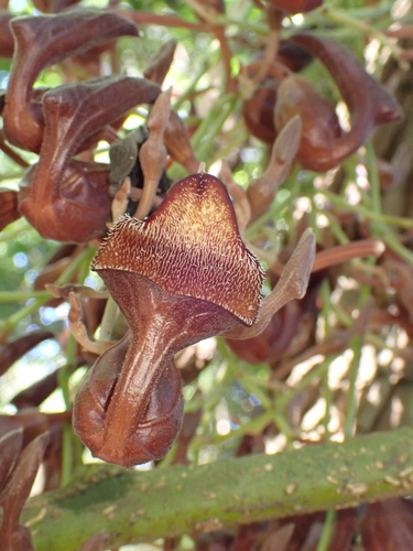 Florida dutchman's pipe (Aristolochia maxima)