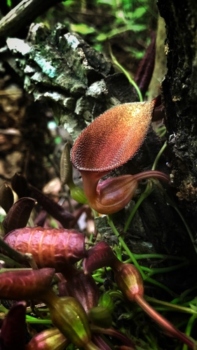 Florida dutchman's pipe (Aristolochia maxima)