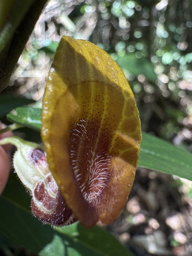 Aristolochia melastoma (Aristolochia melastoma)