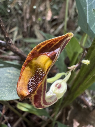 Aristolochia melastoma (Aristolochia melastoma)