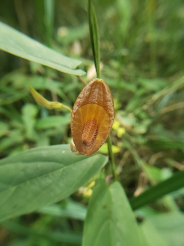 Aristolochia melastoma (Aristolochia melastoma)