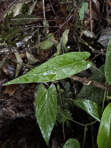 Aristolochia melastoma (Aristolochia melastoma)