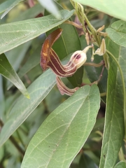 Aristolochia melastoma (Aristolochia melastoma)