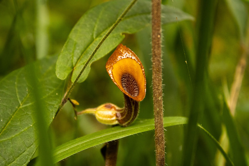 Aristolochia melastoma (Aristolochia melastoma)