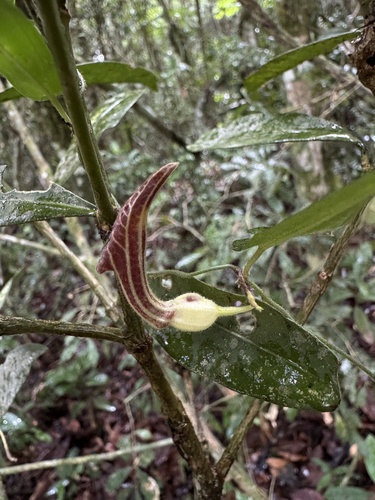 Aristolochia melastoma (Aristolochia melastoma)