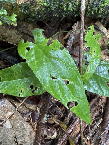 Aristolochia melastoma (Aristolochia melastoma)