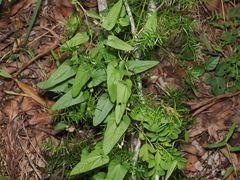 Aristolochia meridionalis (Aristolochia meridionalis)
