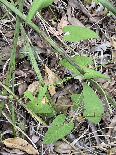 Aristolochia meridionalis (Aristolochia meridionalis)