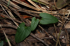 Aristolochia meridionalis (Aristolochia meridionalis)