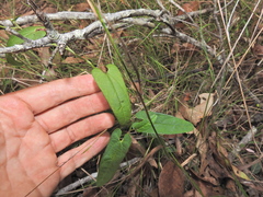 Aristolochia meridionalis (Aristolochia meridionalis)