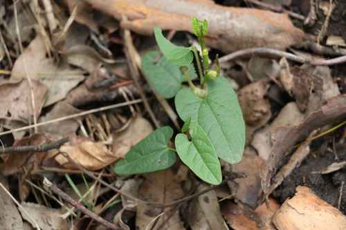 Aristolochia meridionalis (Aristolochia meridionalis)
