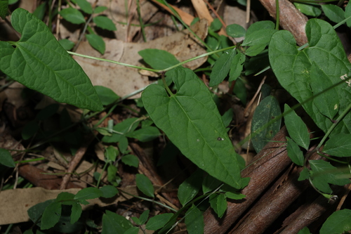Aristolochia meridionalis (Aristolochia meridionalis)