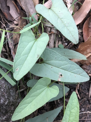 Aristolochia meridionalis (Aristolochia meridionalis)