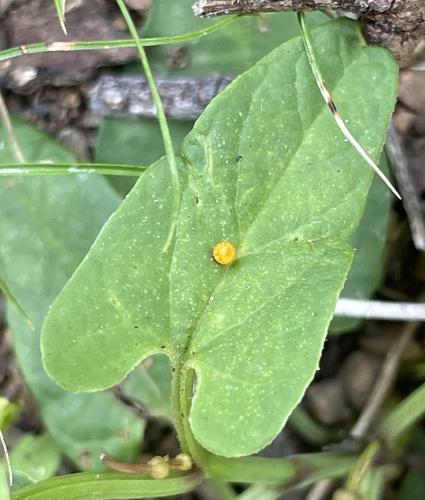 Aristolochia meridionalis (Aristolochia meridionalis)
