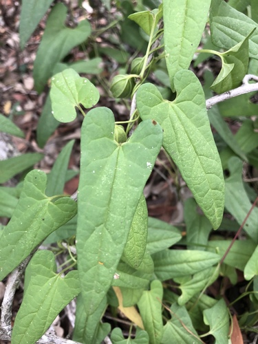 Aristolochia meridionalis (Aristolochia meridionalis)