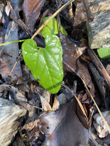 Aristolochia meridionalis (Aristolochia meridionalis)