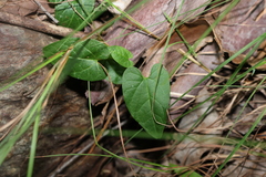 Aristolochia meridionalis (Aristolochia meridionalis)