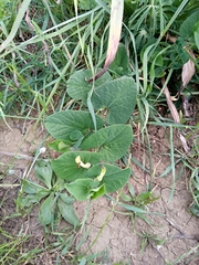 Aristolochia navicularis (Aristolochia navicularis)
