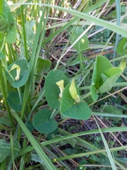 Aristolochia navicularis (Aristolochia navicularis)