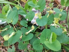 Aristolochia navicularis (Aristolochia navicularis)