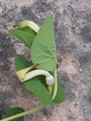 Aristolochia navicularis (Aristolochia navicularis)