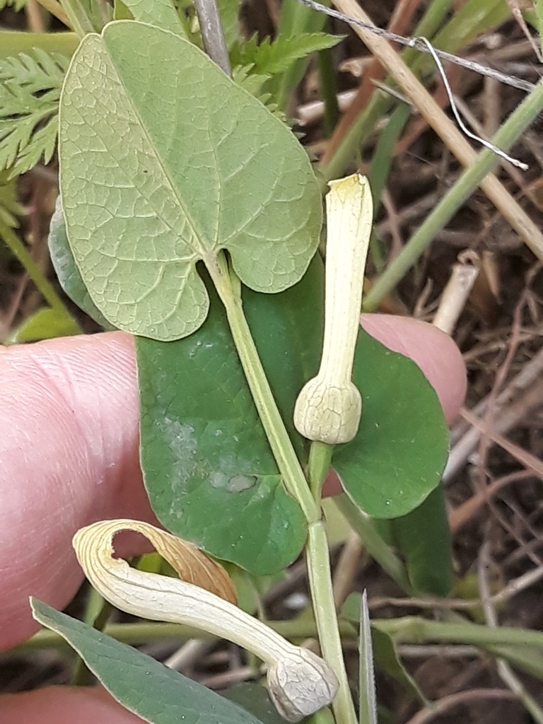 Aristolochia navicularis (Aristolochia navicularis)