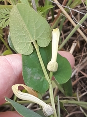 Aristolochia navicularis (Aristolochia navicularis)
