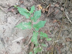 Aristolochia nelsonii (Aristolochia nelsonii)