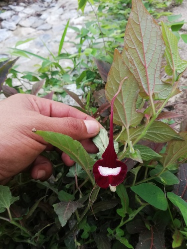 Aristolochia nelsonii (Aristolochia nelsonii)