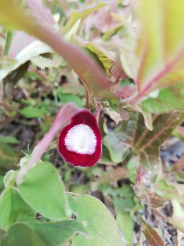 Aristolochia nelsonii (Aristolochia nelsonii)
