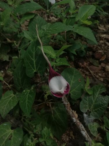 Aristolochia nelsonii (Aristolochia nelsonii)