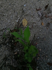 Aristolochia nelsonii (Aristolochia nelsonii)