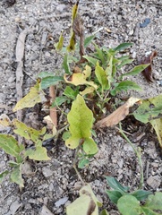 Aristolochia nelsonii (Aristolochia nelsonii)
