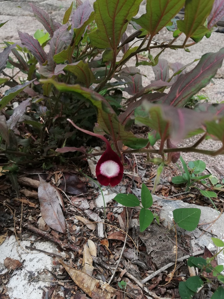 Aristolochia nelsonii (Aristolochia nelsonii)