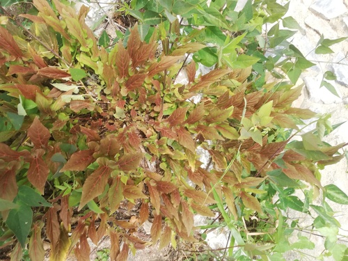 Aristolochia nelsonii (Aristolochia nelsonii)